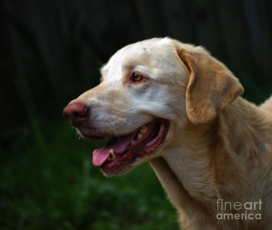 A true Friend, A priceless treasure -Yellow Labrador Photograph by Adrian De Leon Art and Photography