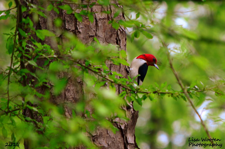 Woodpecker Photograph - A True Red Head by Lisa Wooten