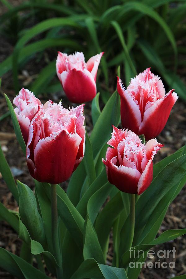 A True Springtime Beauty -  The Tulip Photograph