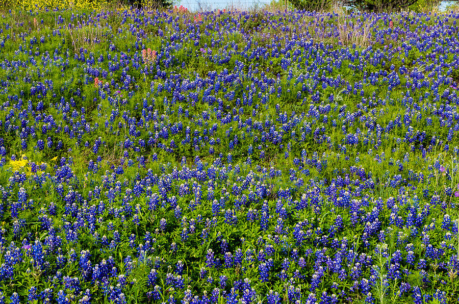 Flower Photograph - A True Texas Icon by Bob Marquis