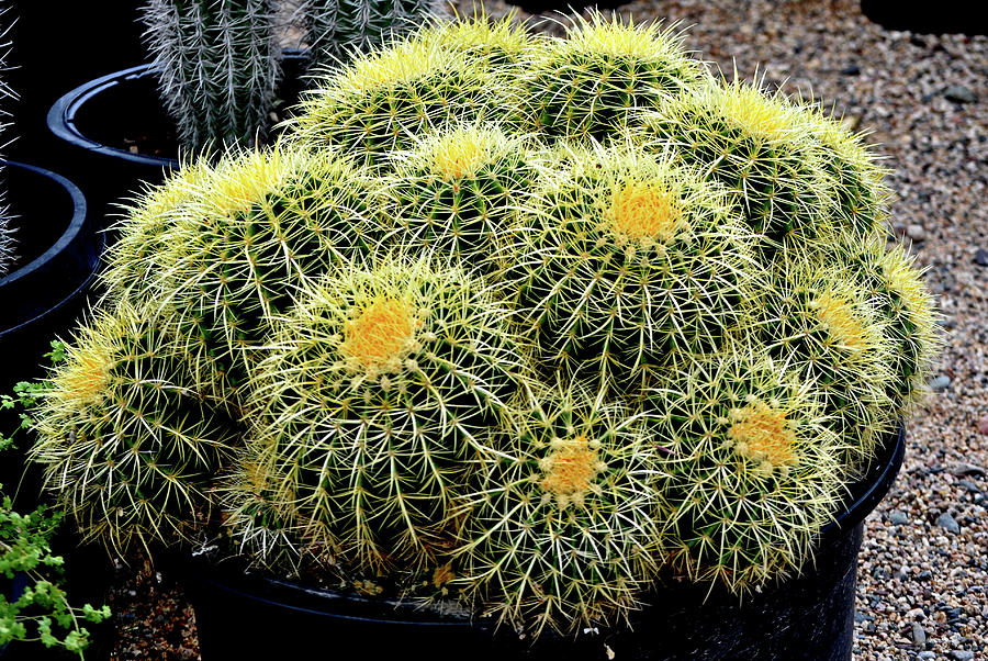 A Tub Of Barrel Cacti Photograph by Jay Milo