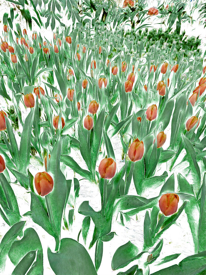 A Tulip Garden  Digital Art by Steve Taylor