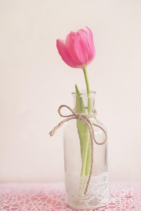 A Tulip In A Vase Photograph
