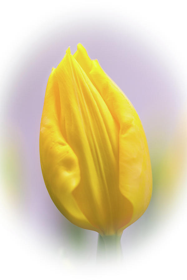 A Tulip in Dandelion Yellow Photograph by Carol Senske