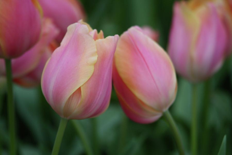 A Tulips' Kiss Photograph by Nicole Robideau Fine Art America
