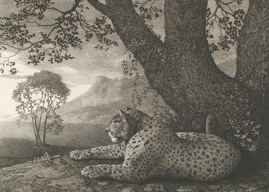 A Tyger  Relief by George Stubbs