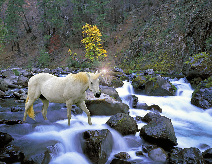 Unicorn Photograph - A Unicorn Named River by Buddy Mays