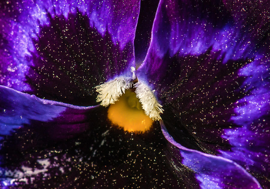 A Universe in a Pansy Photograph by Jim Moore