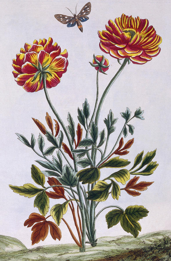 A variety of double flowered yellow poppy Painting by Pierre-Joseph Buchoz