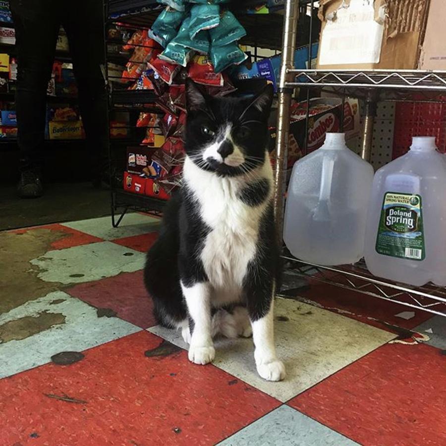 New York City Photograph - A Very Cool #bodegacat On 144th Street by Gina Callaghan