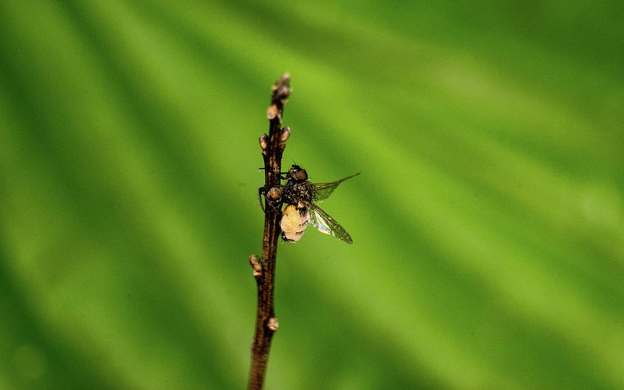 A Very Dead Fly Photograph by Douglas Barnett