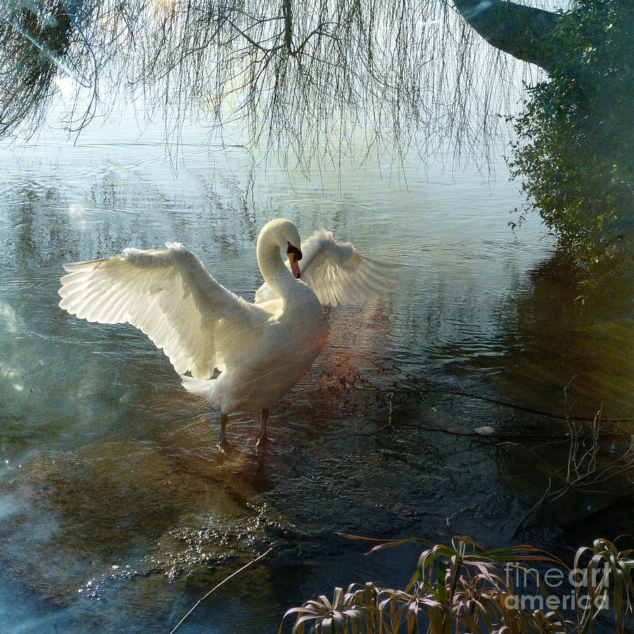 A very fine swan indeed Photograph by LemonArt Photography