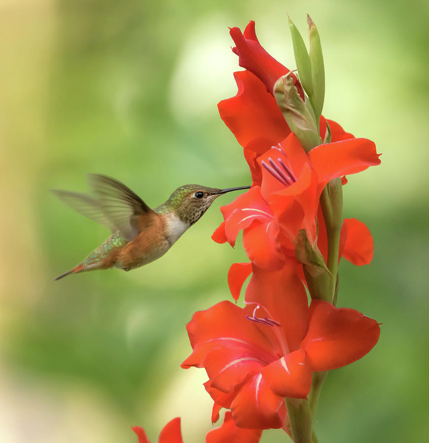 A Very Glad Hummingbird Photograph by Angie Vogel