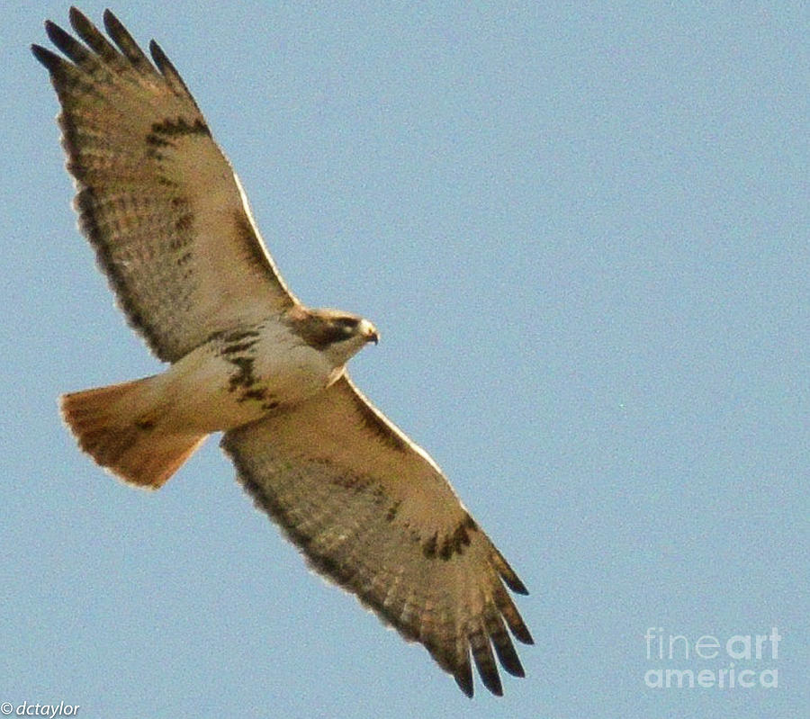 A Very High Red-tailed Hawk Photograph by David Taylor