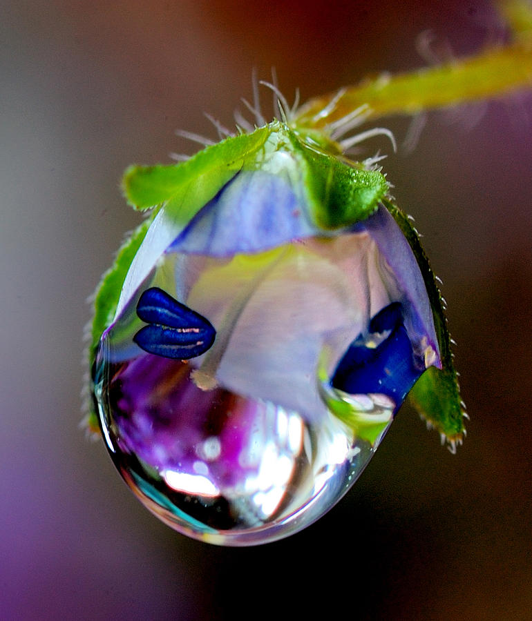 A very large drop of rain on the flower Photograph by Yuri Hope - Fine ...