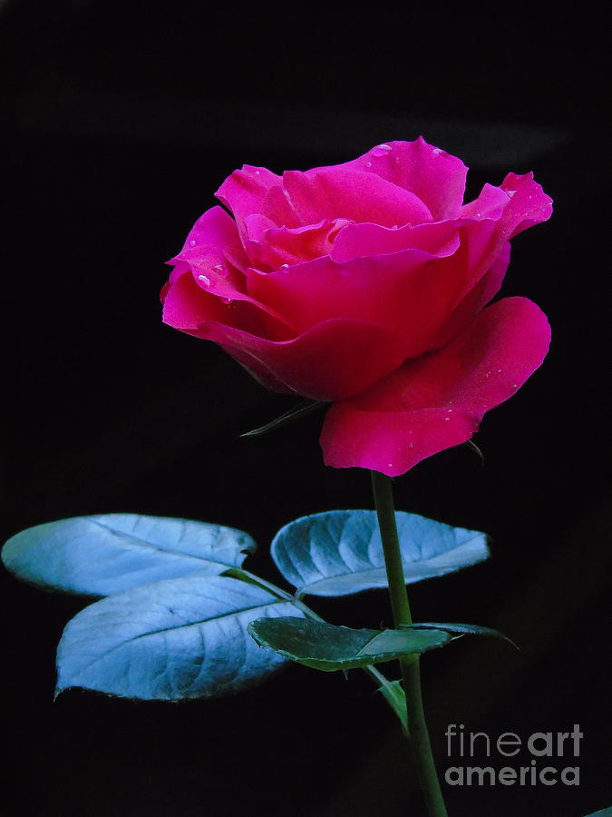 A very special Rose Photograph by Silvana Miroslava Albano