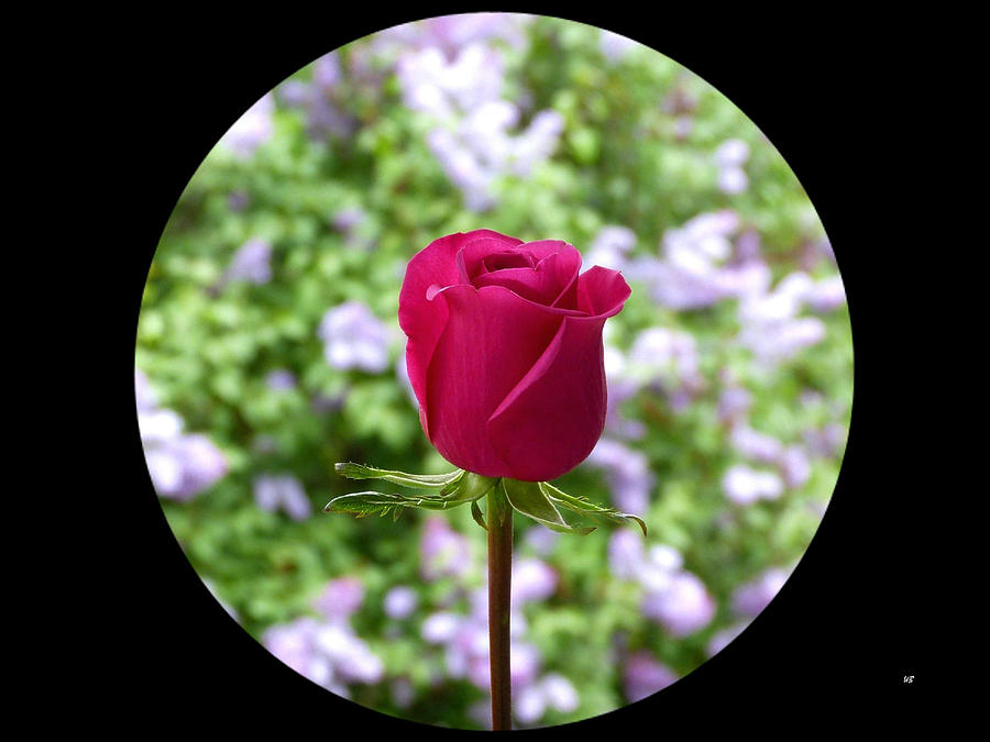 A Very Special Rose Photograph by Will Borden
