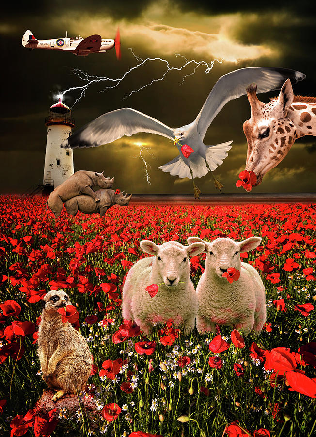 Sheep Photograph - A Very Strange Dream by Meirion Matthias