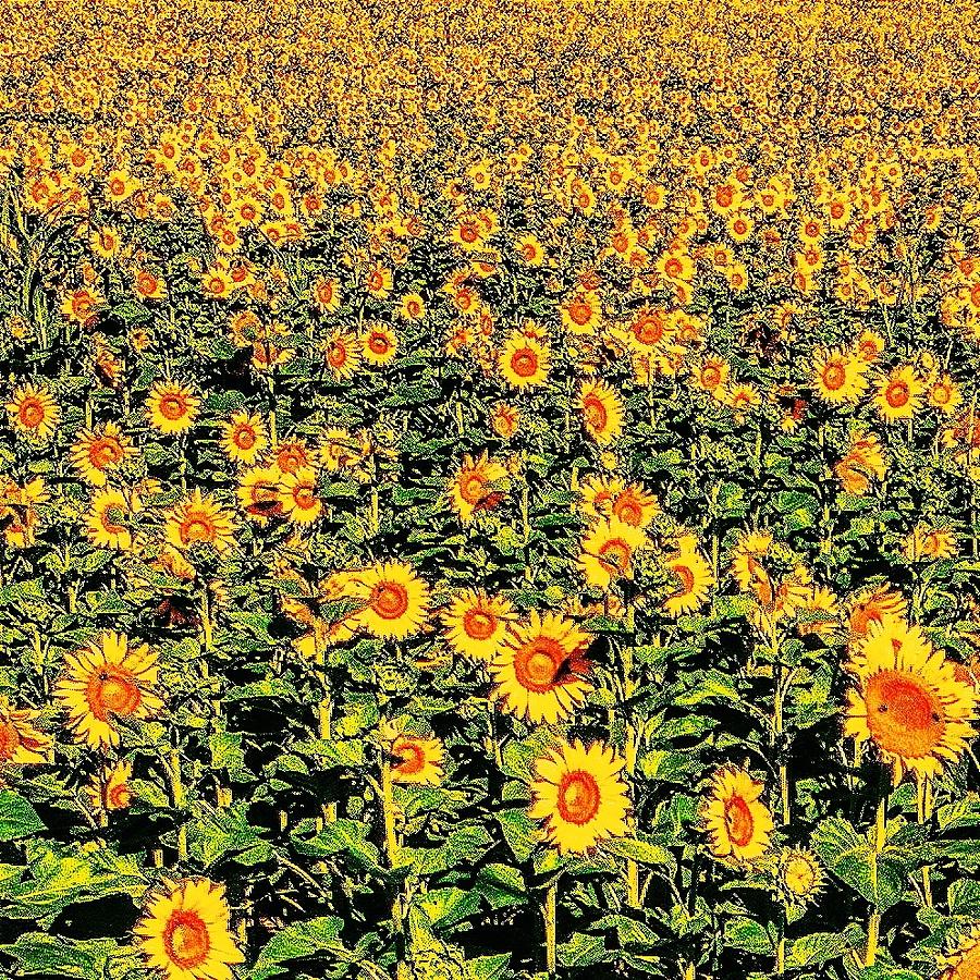 A Very Sunny Field Photograph