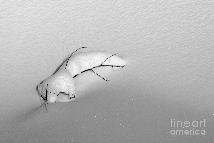 A Very Tiny Windbreak 4790 Photograph by Ken DePue