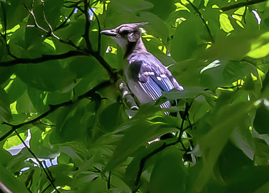 A Very Young Baby Blue Jay Digital Art By Ed Stines