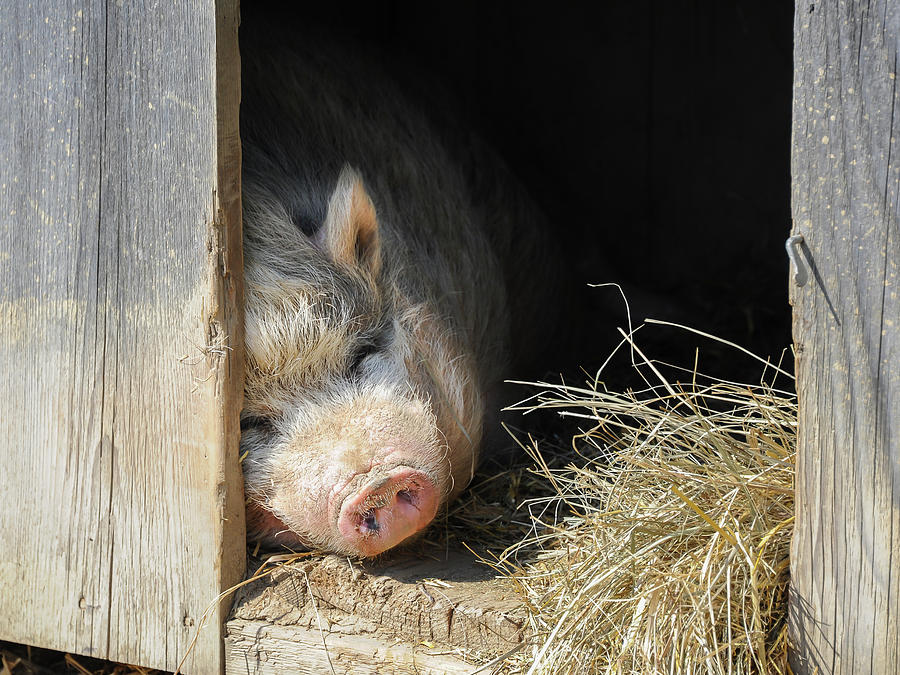 A Vietnamese Pot Bellied Pig On A Farm Photograph