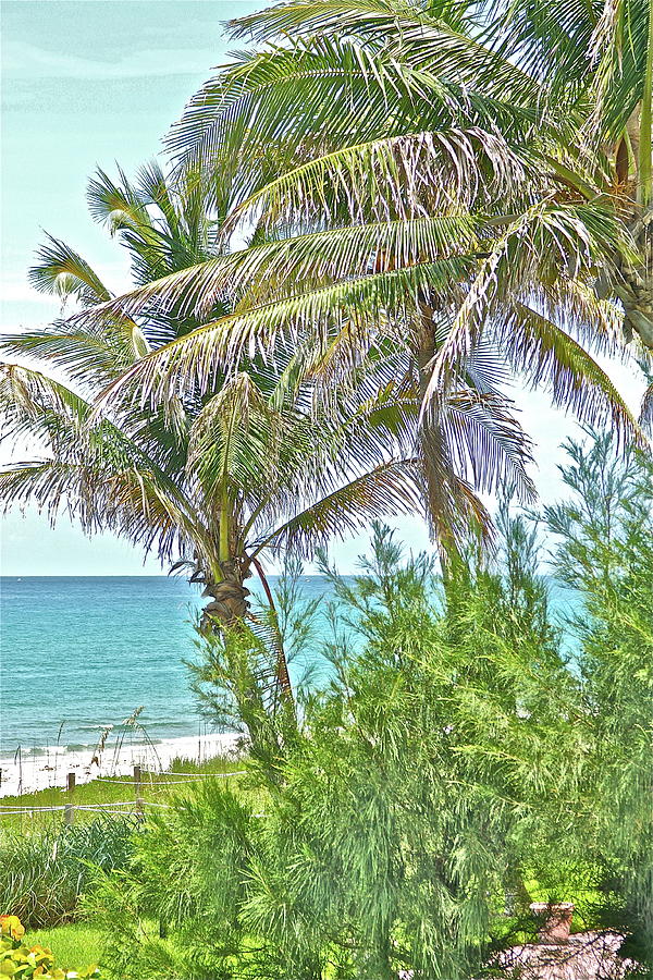 A View From Palm Beach Photograph by Lauren Serene
