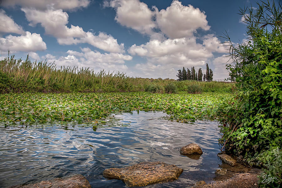 A View Of Yarkon Park Photograph by Endre Balogh