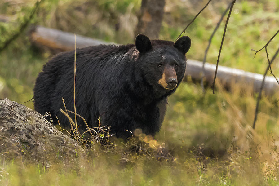 A Vigilant Black Bear Sow Photograph by Yeates Photography