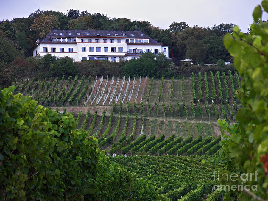A Vineyard Above Rudesheim 2 Photograph by Sarah Loft