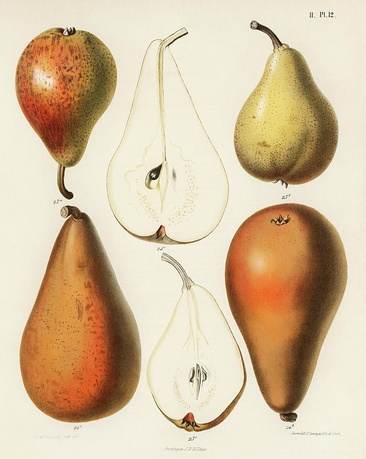 A vintage chromolithograph of fresh pears Painting by Vincent Monozlay