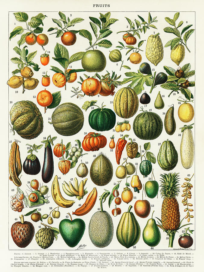 A vintage illustration of a wide variety of fruits and vegetables Painting by Vincent Monozlay