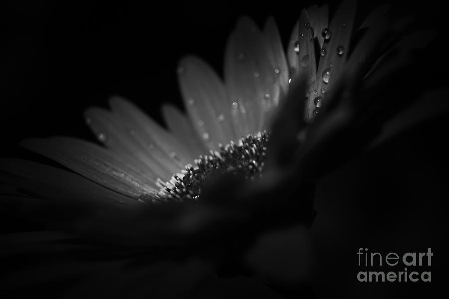 Daisy Photograph - A Vision of Beauty by Sharon Mau
