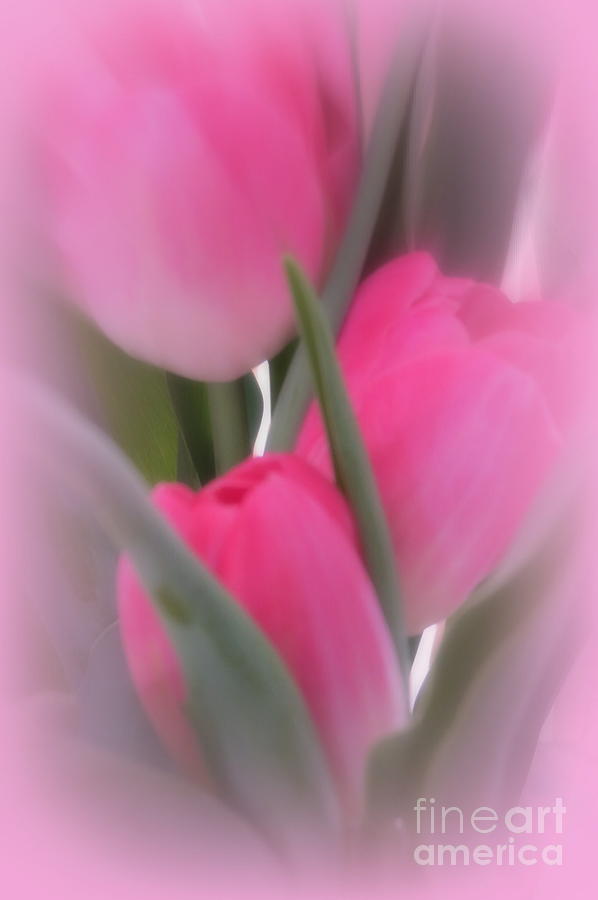A Vision Of Pink Tulips Photograph by Kay Novy