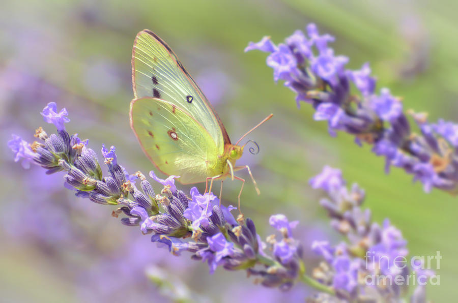 A Visitor To The Lavender Photograph by Kerri Farley