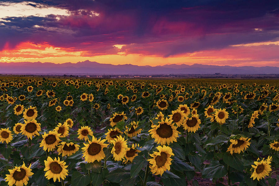 A Vivid Colorado Sunflower Sunset Photograph by John De Bord