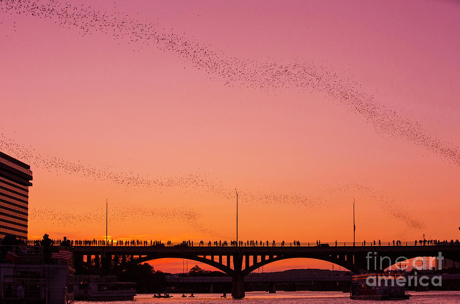 A vivid pink sunset fills the sky as the bats exit the Congress Avenue Bridge Photograph by Dan Herron