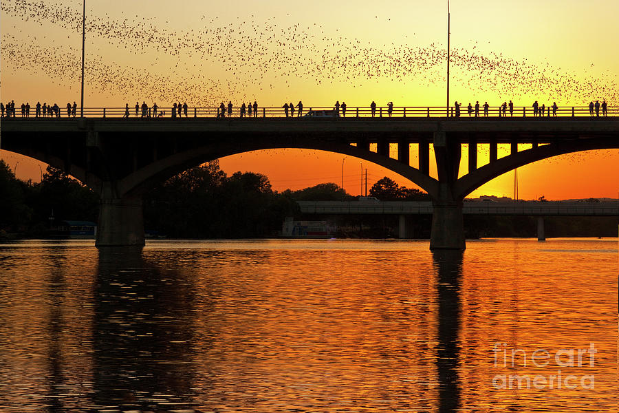 Sunset Photograph - A vivid sunset surrounds the Mexican free-tailed bats as they fly out of Congress Avenue Bridge by Dan Herron