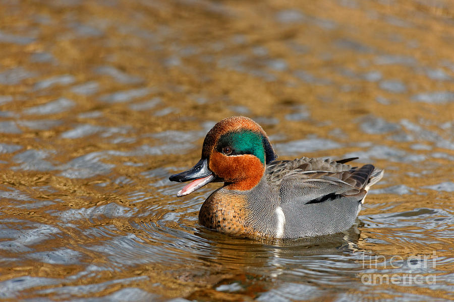 Duck Photograph - A Vocal Green-winged Teal by Hui Sim Duck Photograph - A Vocal Green-winged Teal by Hui Sim