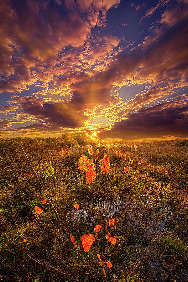 Sunset Photograph - A Voice of Calm in the Stillness by Phil Koch