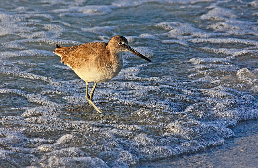 A Wading Willet Photograph by HH Photography of Florida