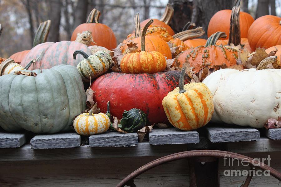 A Wagonload of Pumpkins Photograph by Maxine Kamin