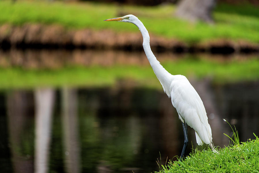 A Waiting Egret Photograph by Willie Harper