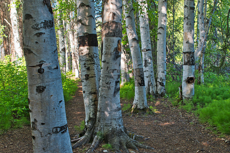 A Walk Among the Birches Photograph by Cathy Mahnke
