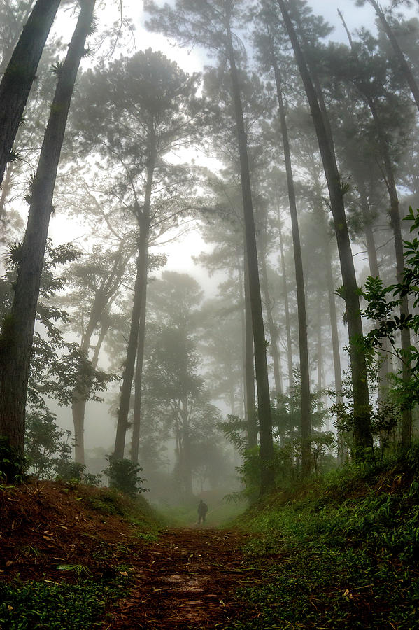 A walk among the trees. Escambray, Cuba Photograph by Kako Escalona ...