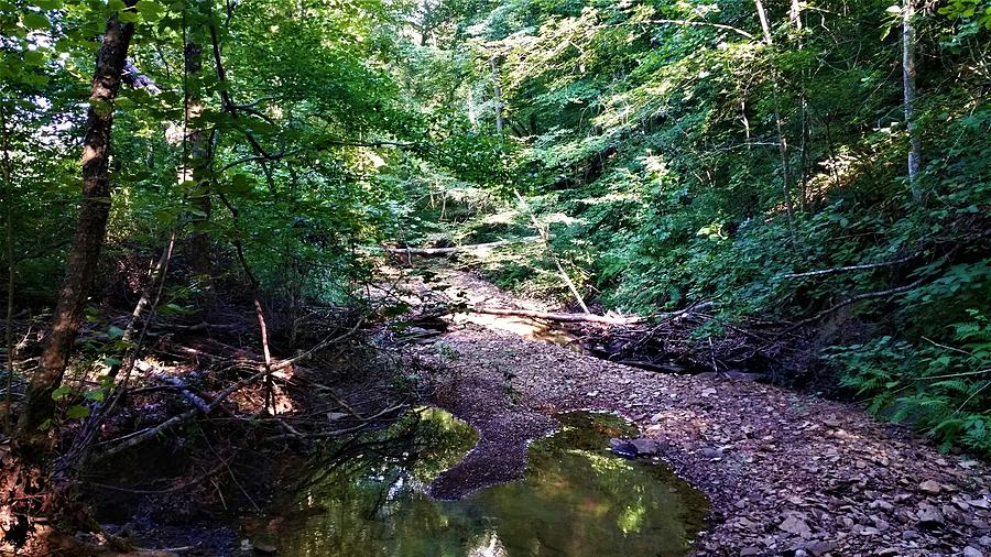 A Walk Down The Stream. Photograph by Matthew McClain