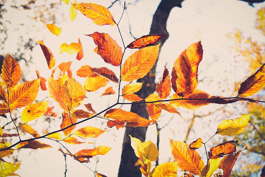 A walk in fall Photograph by Candida Tate - Fine Art America