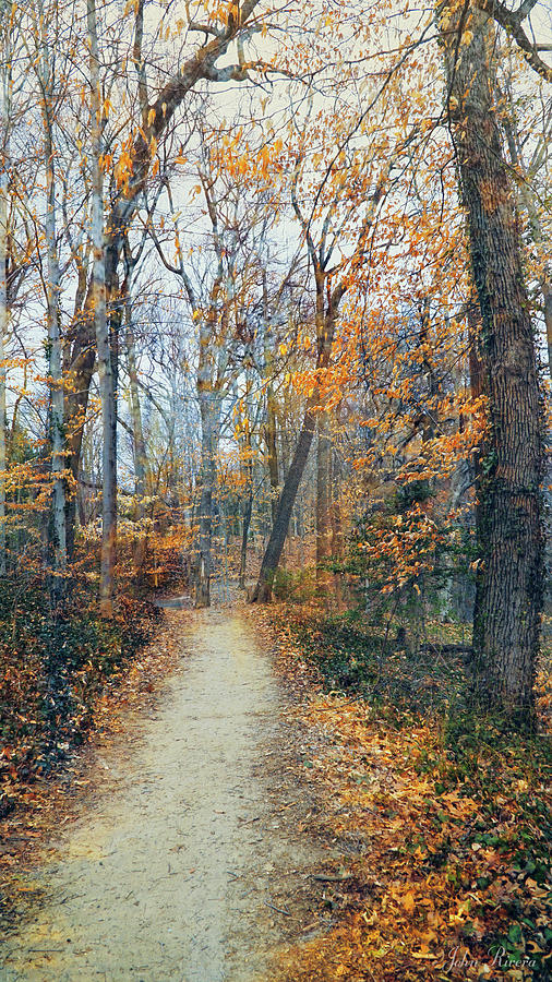 A Walk in November Photograph by John Rivera