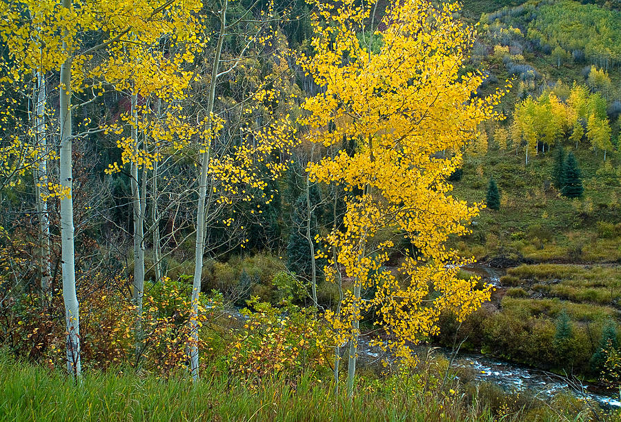 Fall Photograph - A Walk In The Aspen Forest by Tim Reaves