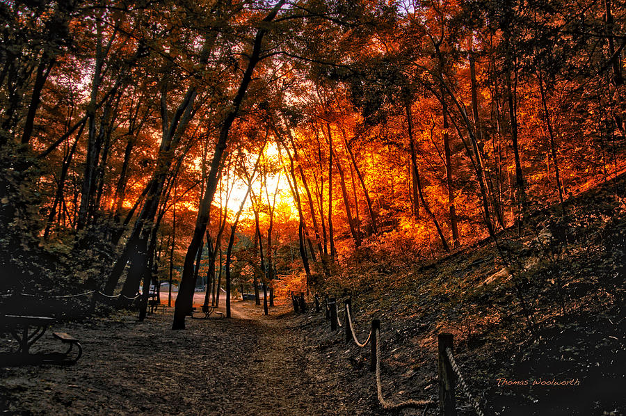 A Walk In The Autumn Woods Photograph by Thomas Woolworth
